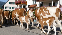 2016-09 Simonswald Almabtrieb (31)